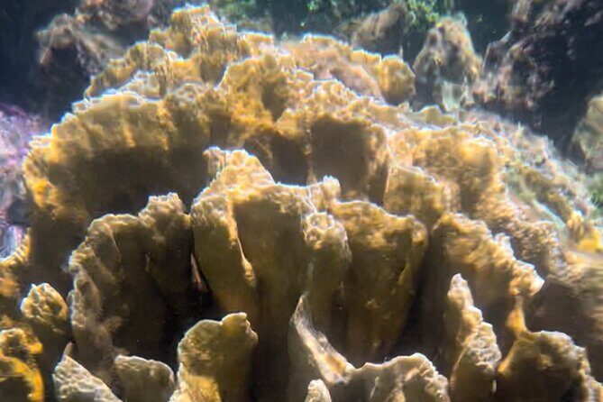 Tour Privado en Barco en Puerto Morelos con Almuerzo Incluido - The Sum Up