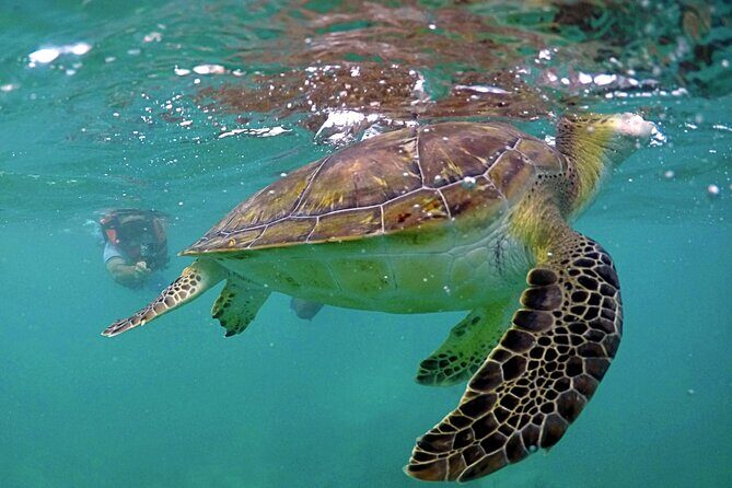 Tour Privado en Barco en Puerto Morelos con Almuerzo Incluido - FAQ