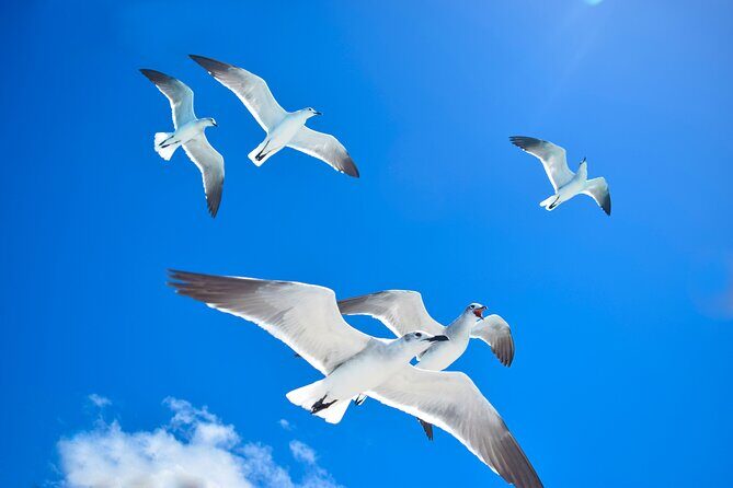 Tour Saona Island from Bayhibe / La Romana - The Sum Up