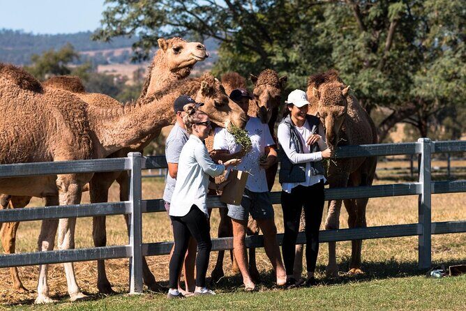 Tour, Taste & Camel Encounter - An In-Depth Look at What You Can Expect