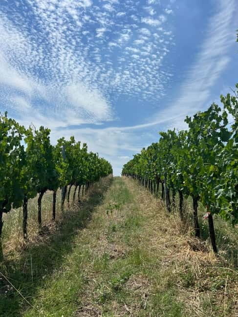 Tour & tasting at Tenuta la Viola - FAQs