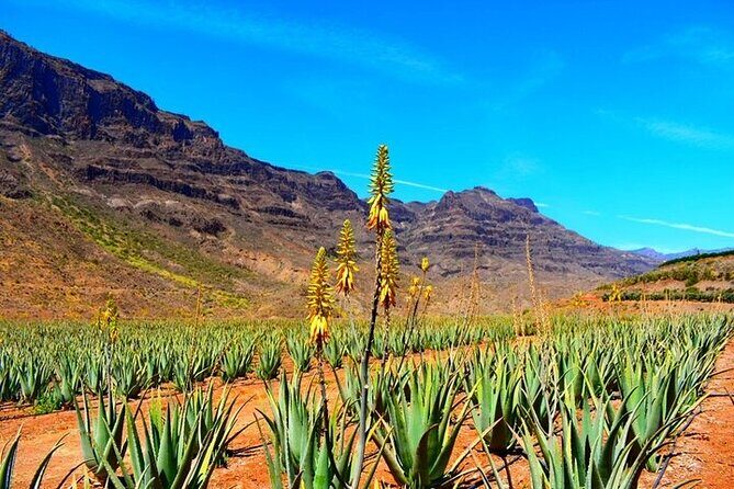 Tour to Arucas, Teror, Aloe Vera farm - Highlights - Exploring Gran Canaria’s Hidden Gems: A Full-Day Tour Review