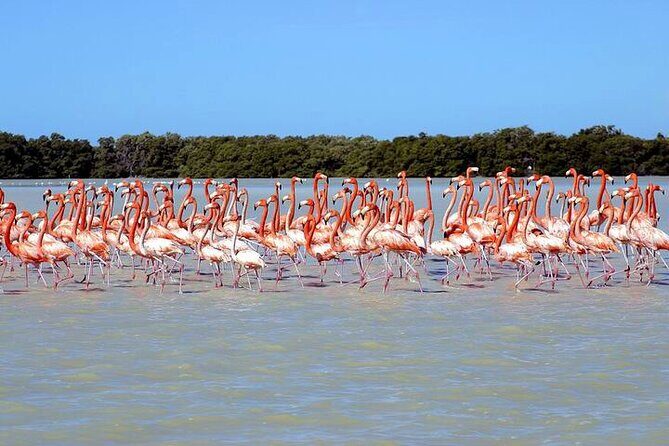 Tour to Celestun and see the flamingos - Authentic Experiences and Tips