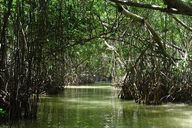 Tour to Celestun and see the flamingos - Who Should Consider This Tour?