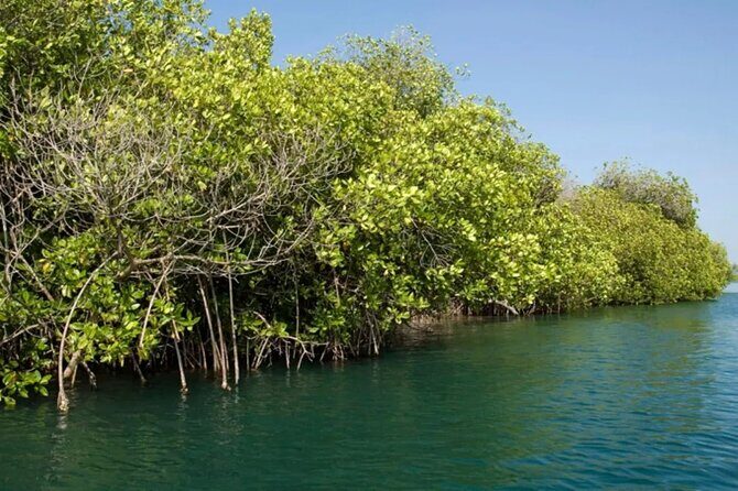 Tour to Celestun and see the flamingos - The Sum Up