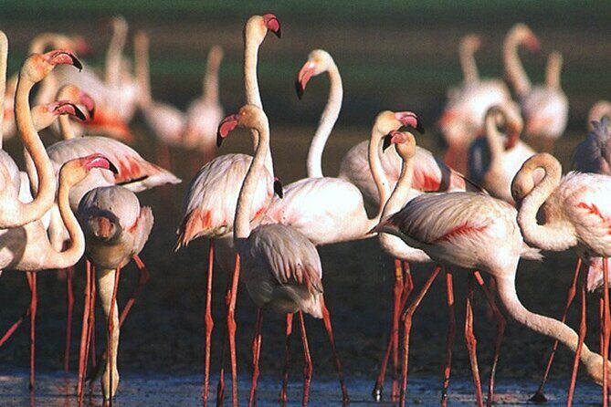 Tour to Celestun and see the flamingos - FAQ