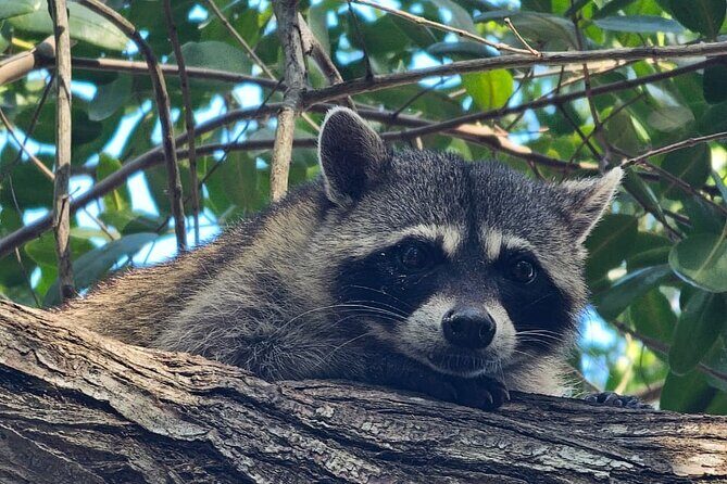 Tour to Celestún with View of Flamencos and Beach Club - The Sum Up