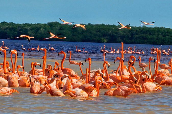 Tour to Celestún with View of Flamencos and Beach Club - FAQ