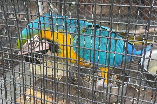 Tour to Fern Gully and Konoko Falls and Park - FAQs