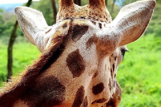 Tour to Giraffe Center From Nairobi - About the Tour Operator