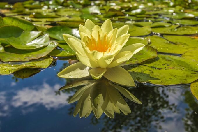 Tour to Lotus Lake/Boat Tour/Lotus Flowers/Birds - Booking and Cancellation Policy