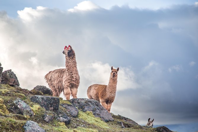 Tour to Rainbow Mountains of Peru; 1 Full Day - Scenic Viewpoints