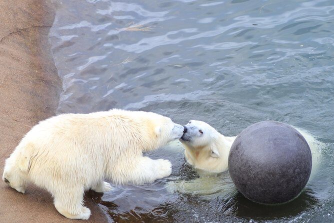 Tour to Ranua Zoo Wildlife Park Small Group Experience - The Itinerary—A Closer Look  