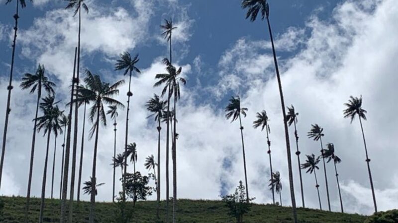 Tour to Salento and Cocora Valley From Pereira or Armenia - Additional Tour Options