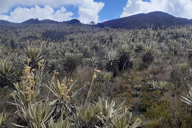 Tour to the Magical Moorland of Sumapaz - Birdwatching Unique Species - Rare and Endemic Bird Species