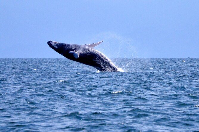 Tour with Whale Watching in Samaná, Beach and Waterfall - The Details of the Tour