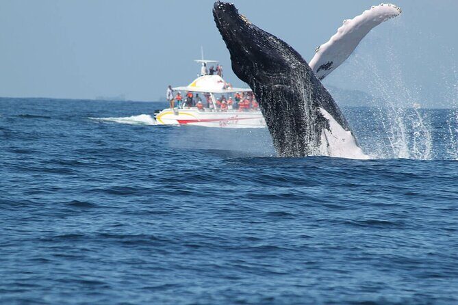 Tour with Whale Watching in Samaná, Beach and Waterfall - Who Should Consider This Tour?