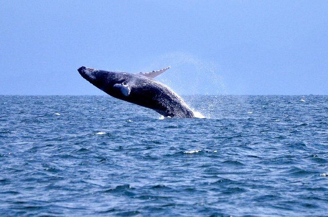 Tour with Whale Watching in Samaná, Beach and Waterfall - Final Thoughts