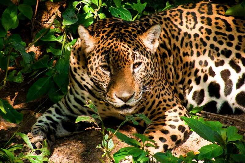 Tour ZOOMAT, Christ of Chiapas, Sumidero Canyon Viewpoints in Spanish - Final Thoughts