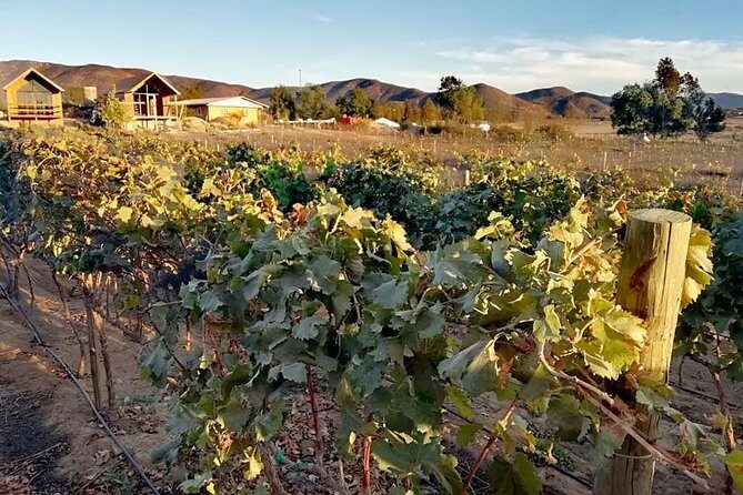 Tourist guide in the Wine Country (Valle de Guadalupe) Ensenada - FAQs