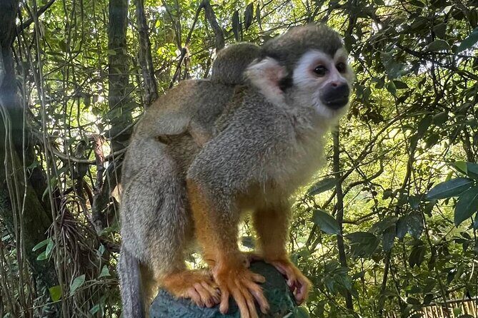 Tours From ATV VIP off road from amber cove Puerto Plata & Monos - Authentic Traveler Perspectives