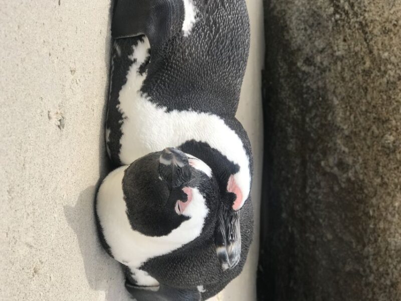 Tours From Cape Town: Penguins & Cape of Good Hope Tours - Tour Duration and Pricing