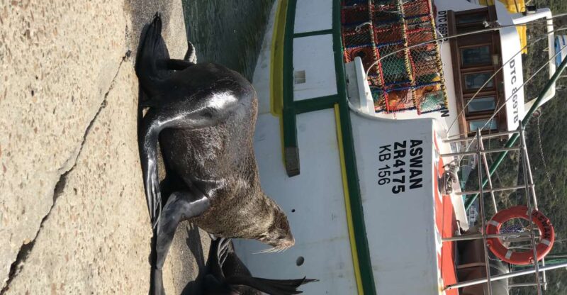 Tours From Cape Town: Penguins & Cape of Good Hope Tours - Language Availability and Cancellation Policy
