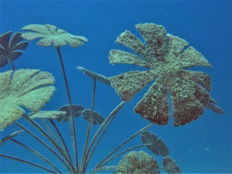 Townsville & Magnetic Island: MOUA & Reef Snorkel Experience - Lunch and Rest Break