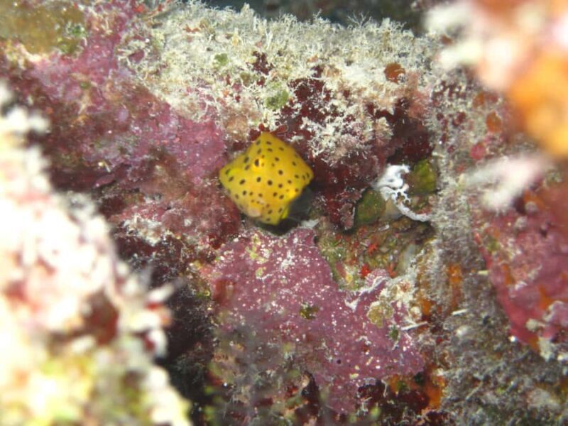 Townsville & Magnetic Island: MOUA & Reef Snorkel Experience - Return Journey & End of Day