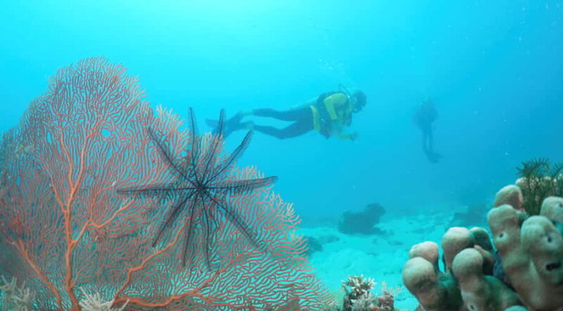 Townsville & Magnetic Island: Reef Explorer Scuba Experience - Key Points