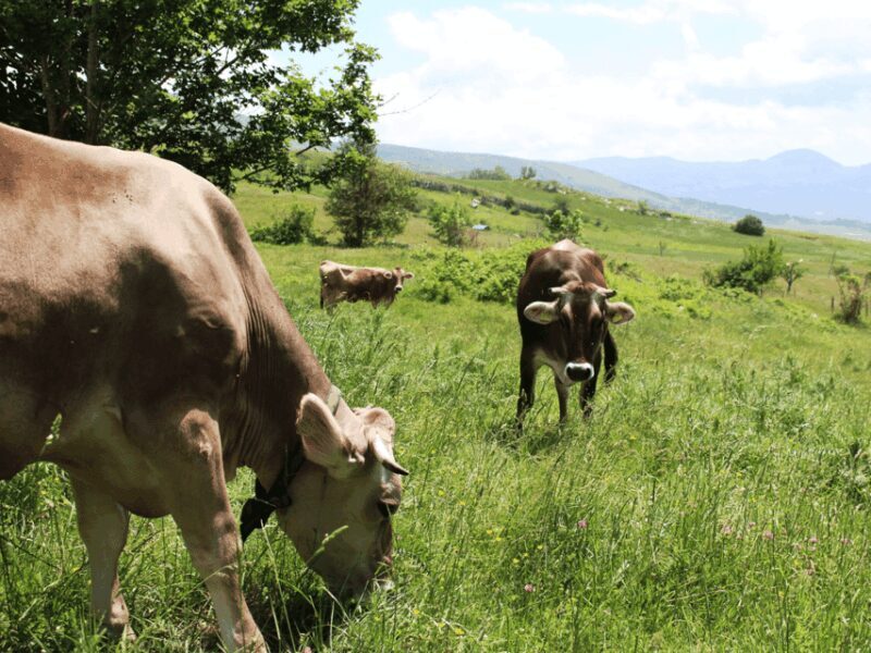 Traditional Cheese Factory Visit with Tasting near Isernia - The Cultural Connection: Transhumance and Heritage