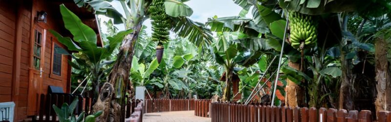 Traditional Gran Canaria: Arucas, Firgas and Teror - Getting to Know Arucas