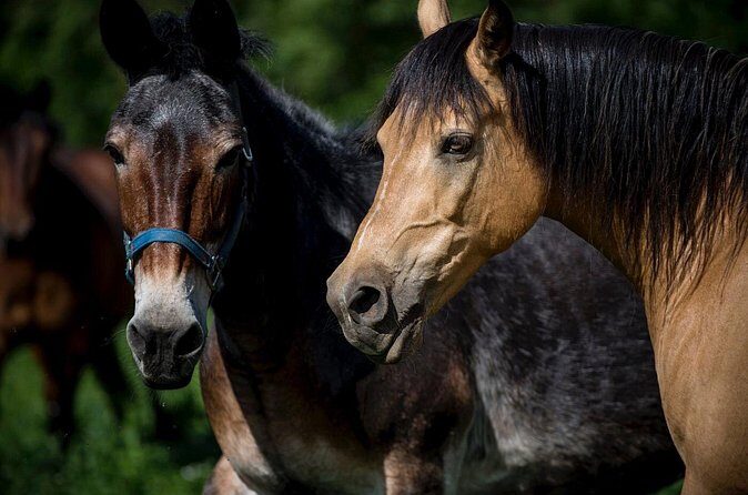 Trail Ride and Zipline Adventure Combo - FAQ