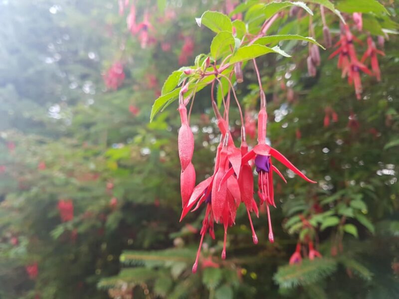 Trails and Tombs of the Dublin Mountains Trek - Participant Requirements