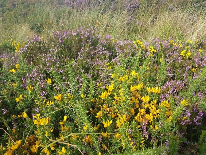 Trails and Tombs of the Dublin Mountains Trek - Essential Packing List