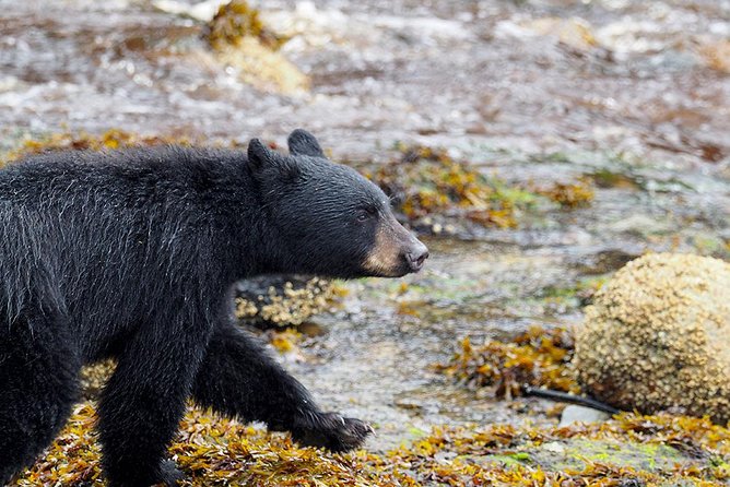 Traitors Cove Bear Viewing - Tour Pricing and Cancellation Policy