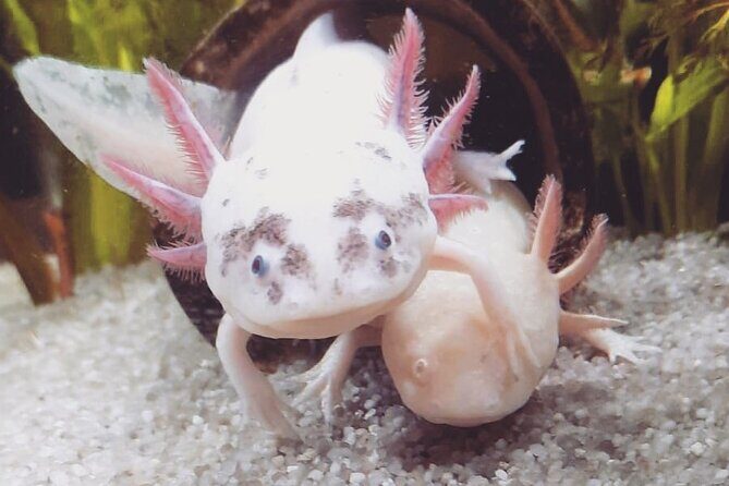 Trajinera ride in Xochimilco - A Detailed Look at the Xochimilco Trajinera Tour