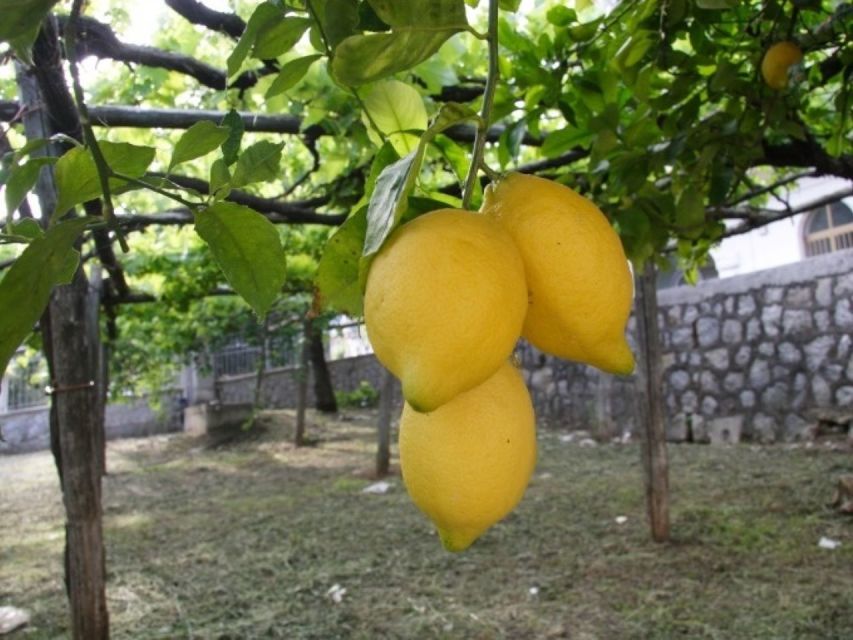 Tramonti: Lemon Gardens Tour With Local Product Tasting - Customer Reviews and Feedback