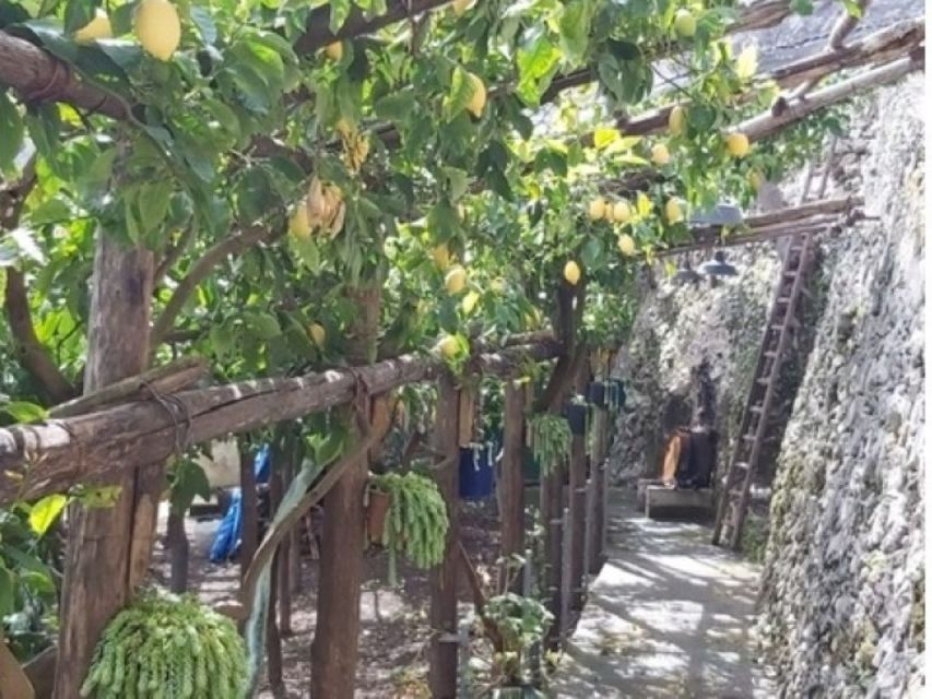 Tramonti: Lemon Gardens Tour With Local Product Tasting - Tips for Your Visit