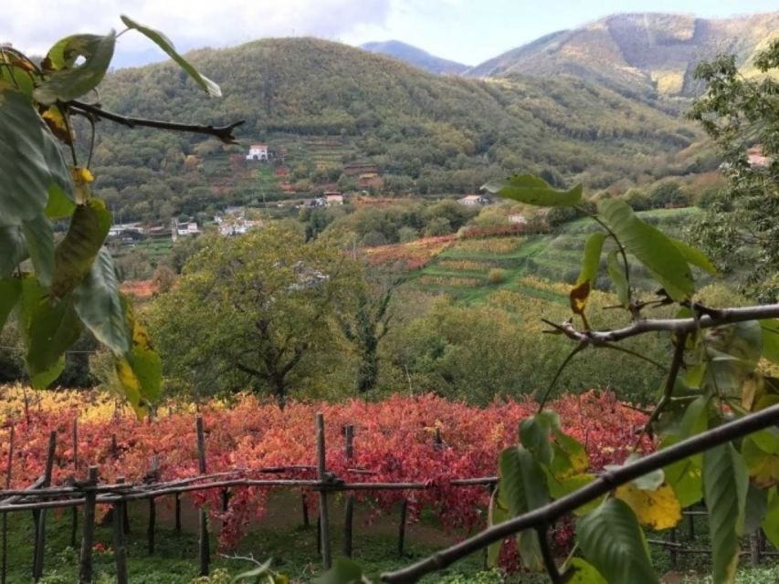 Tramonti: Tenuta San Francesco Wine Tasting - Historical Winery Tour