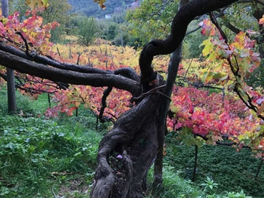 Tramonti: Tenuta San Francesco Wine Tasting - Tips for Your Visit