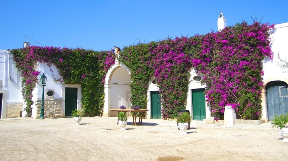 Trani Wine Tours: Flavors of Puglia - Vineyard and Winemaking Experience