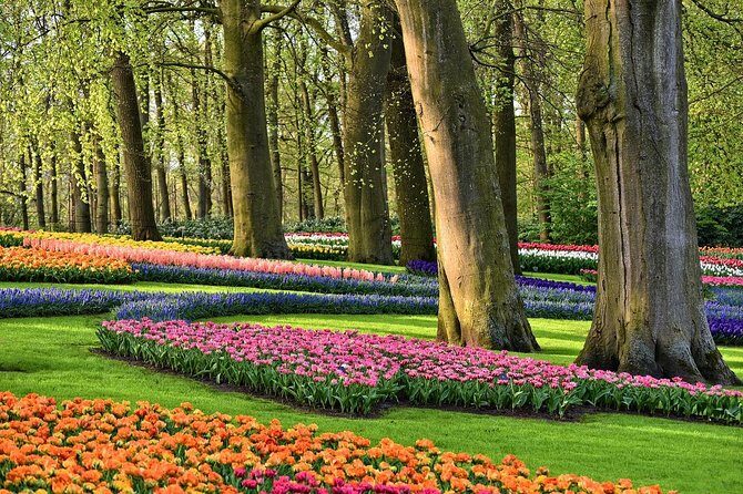 Transfer from Amsterdam to Keukenhof Gardens Tulip from Amsterdam - Experience Overview: Seamless Transportation to Holland’s Flower Paradise