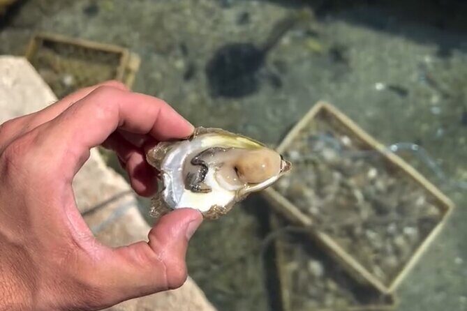 Transfer from Split to Dubrovnik with Stop at the Oyster Farm - The Sum Up