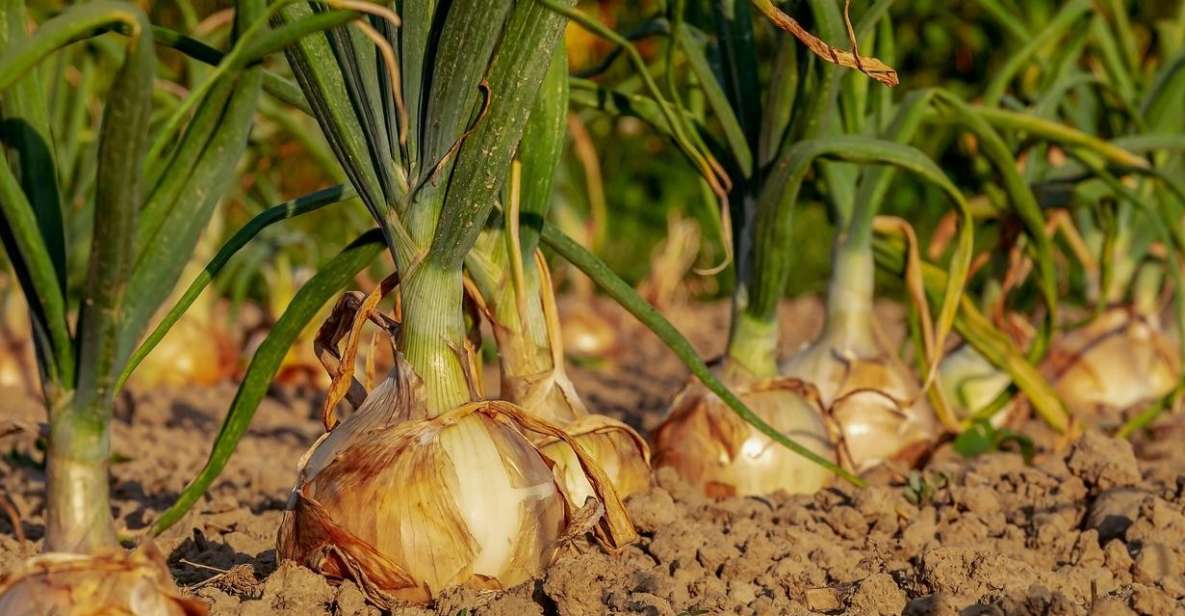 Transfer to Bevagna & Cannara From Assisi - Discovering Cannaras Onion Legacy