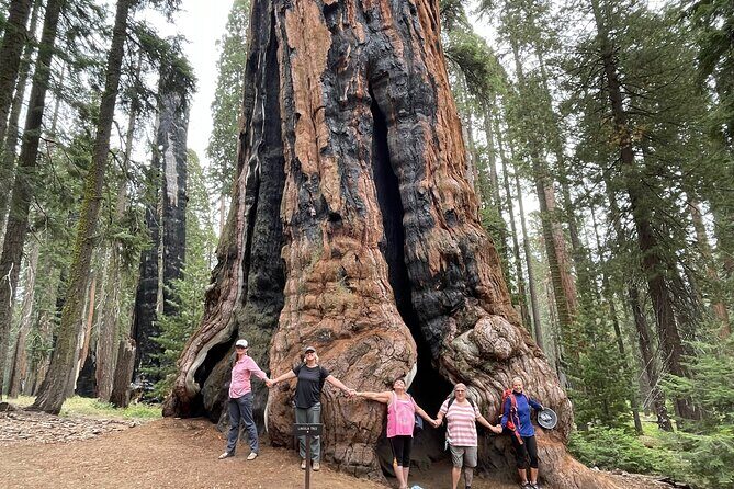 Transformative Outdoor Day Retreat Among the Giant Sequoias - Who Should Consider This Tour?