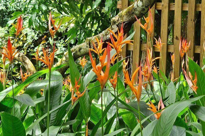 Transportation To St. Lucia Zipline Adventure - The Price and What You Get