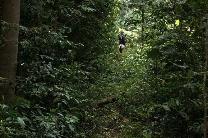 Treetop Adventure Park Canopy Tour - In The Sum Up