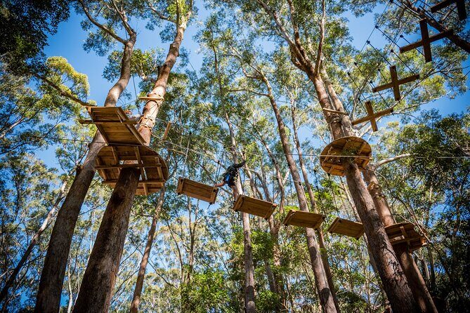 Treetops Adventure Coffs Harbour Tree Ropes Course - Key Points