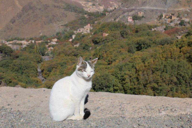 Trekking and Hiking in Morocco 2 Day Trek in Atlas Mountains - Day 2 Itinerary Highlights